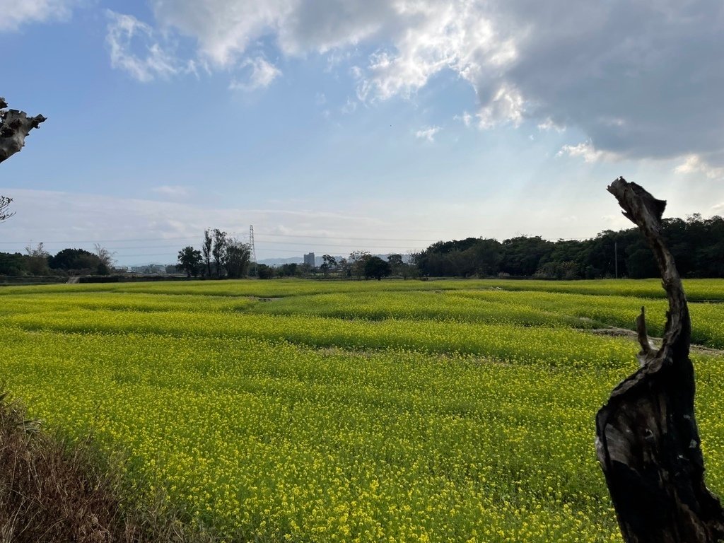 新竹芎林下山村花海20250127