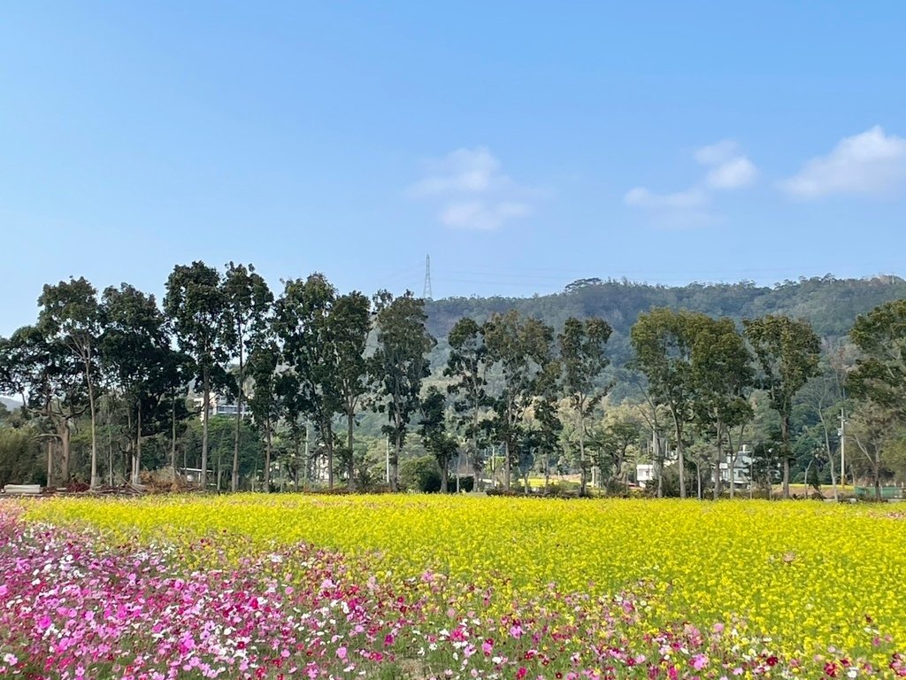 新竹芎林下山村花海20250127