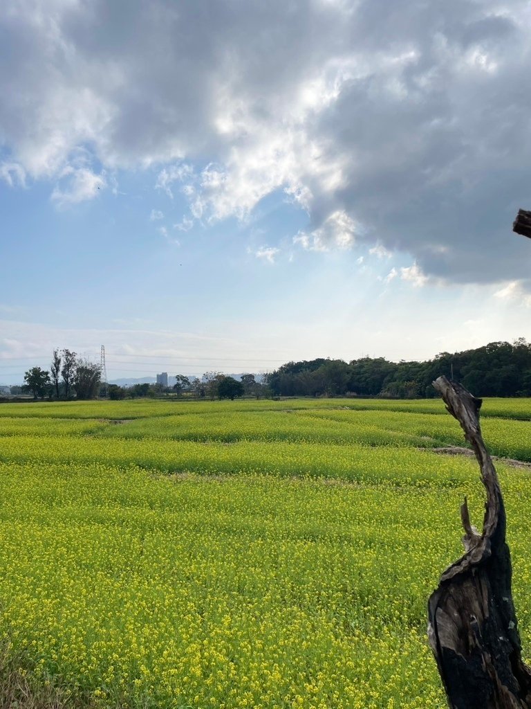 新竹芎林下山村花海20250127