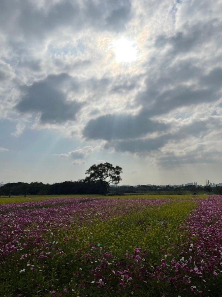 新竹芎林下山村花海20250127