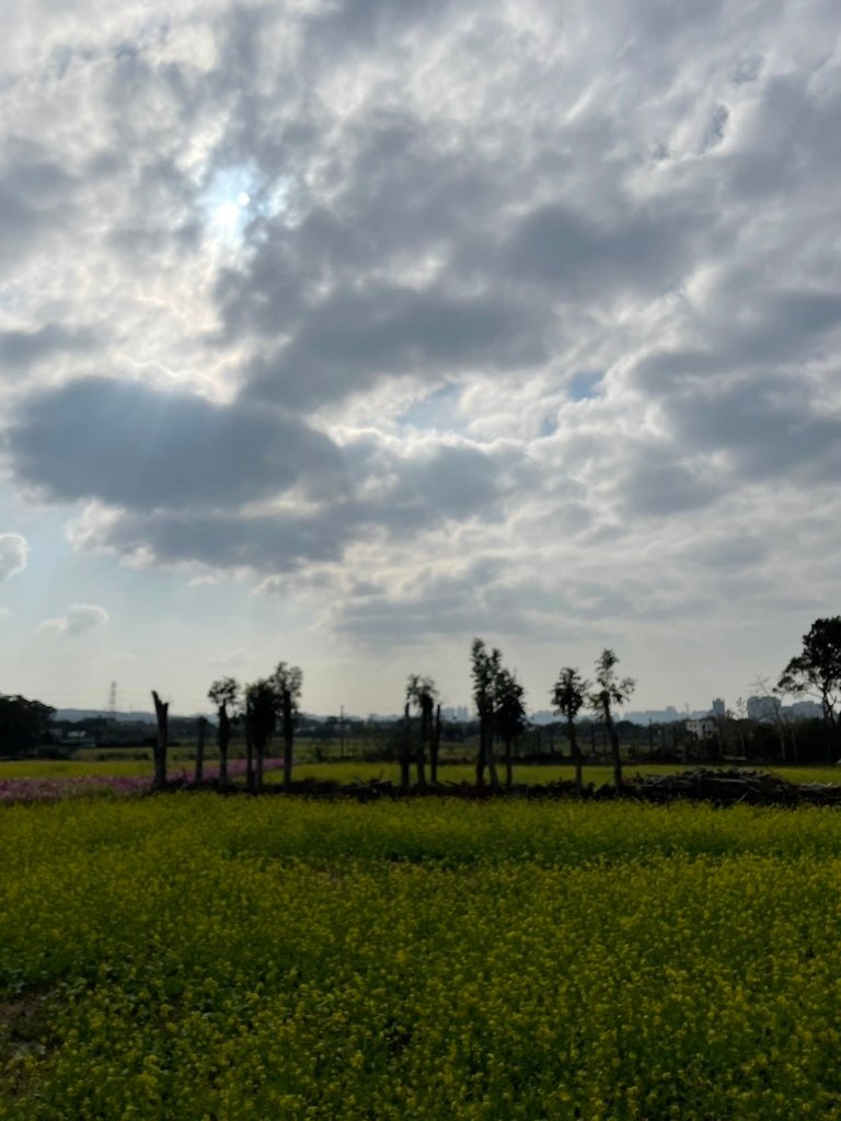 新竹芎林下山村花海20250127