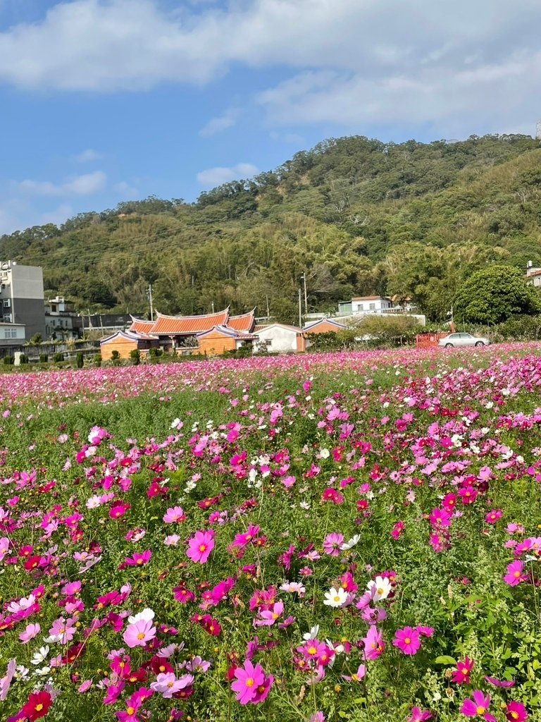 新竹芎林下山村花海20250127