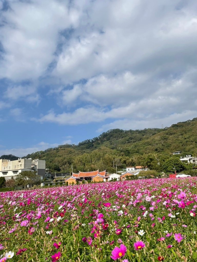 新竹芎林下山村花海20250127