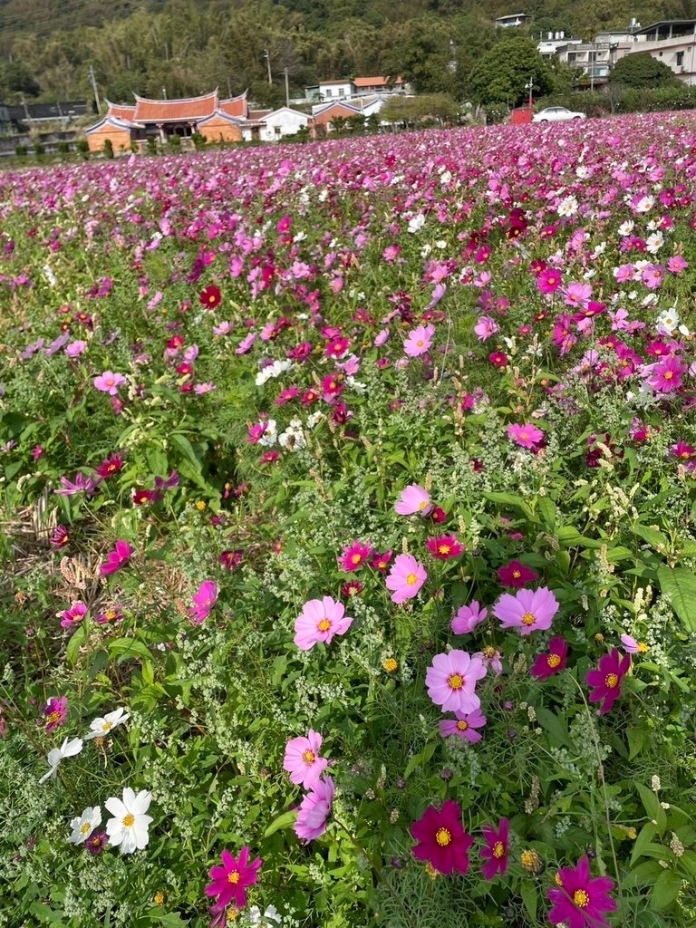 新竹芎林下山村花海20250127