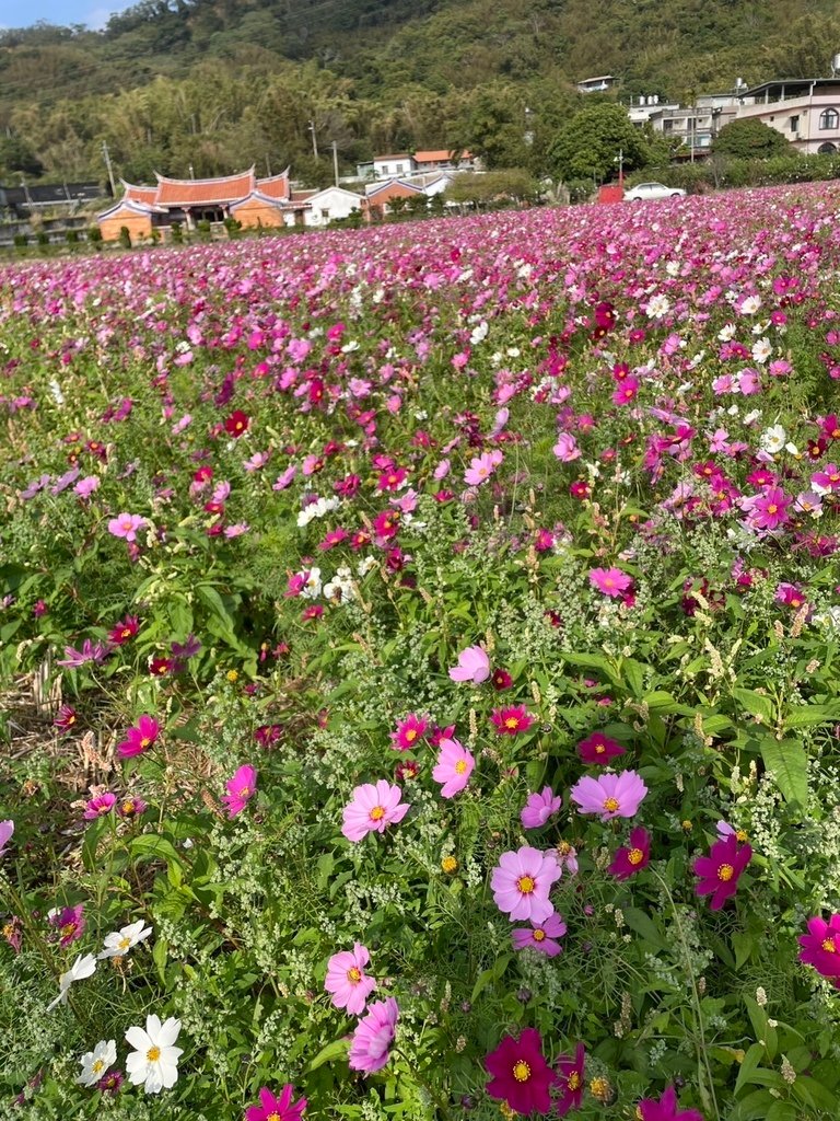 新竹芎林下山村花海20250127