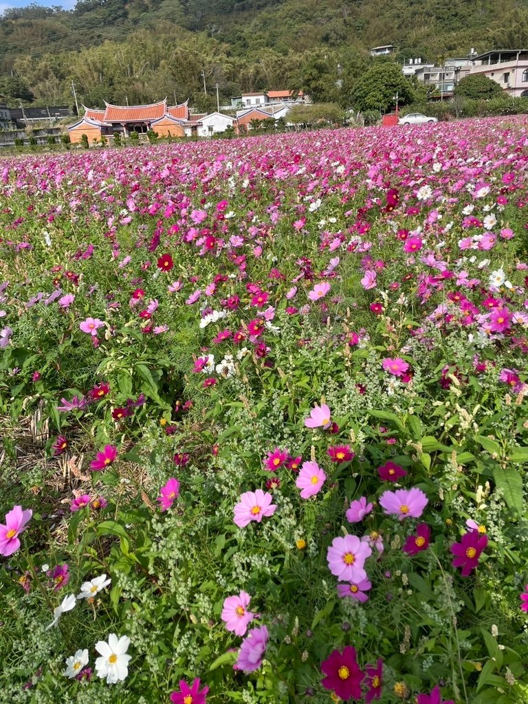 新竹芎林下山村花海20250127