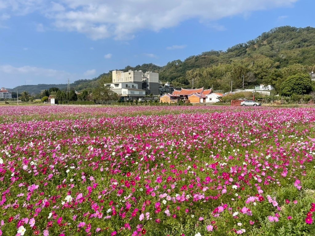 新竹芎林下山村花海20250127