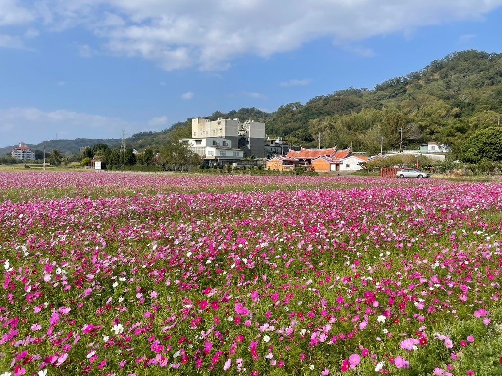 新竹芎林下山村花海20250127