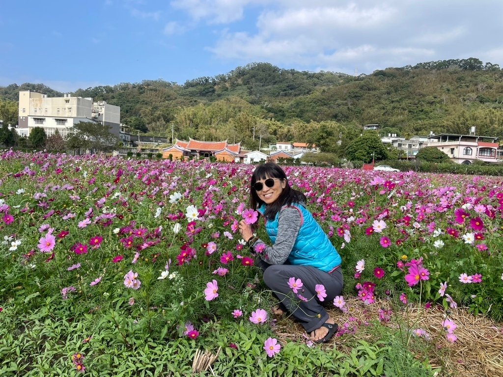 新竹芎林下山村花海20250127