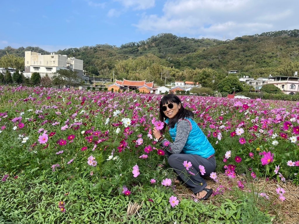 新竹芎林下山村花海20250127