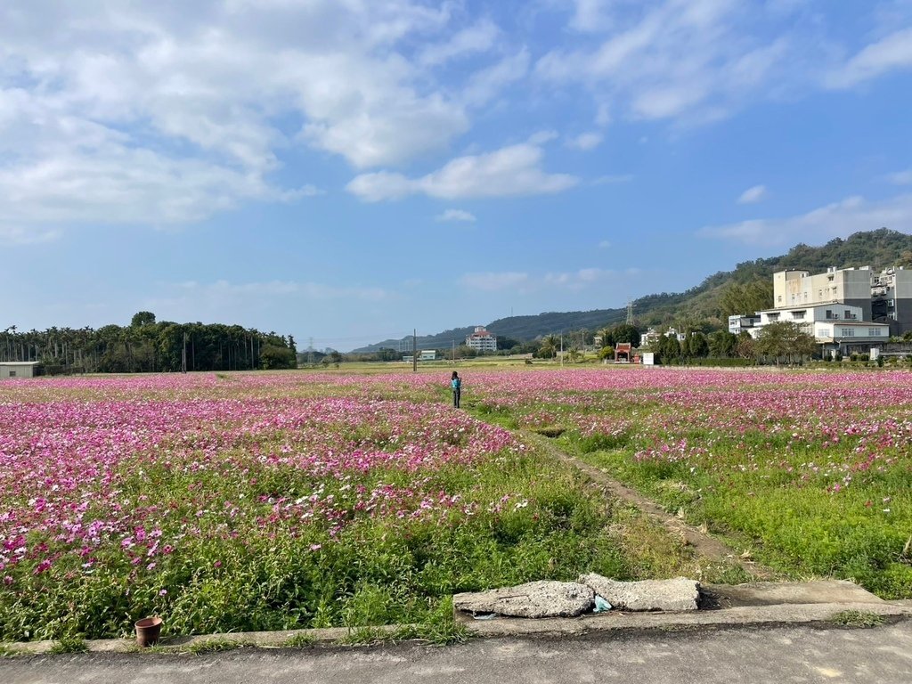新竹芎林下山村花海20250127