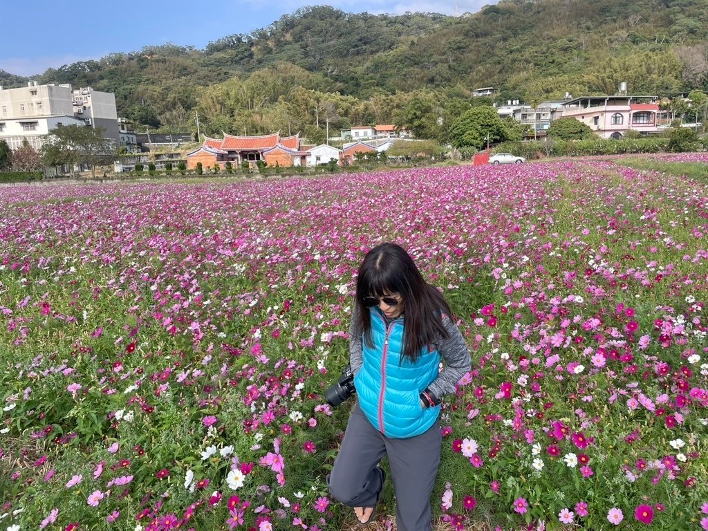 新竹芎林下山村花海20250127
