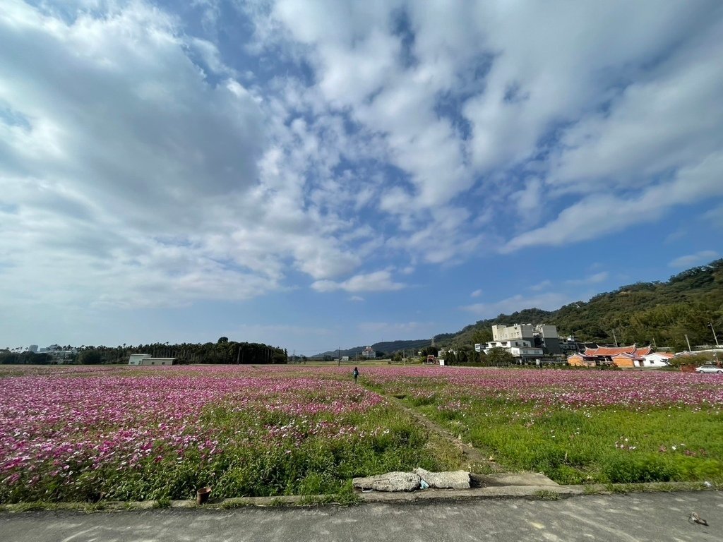 新竹芎林下山村花海20250127