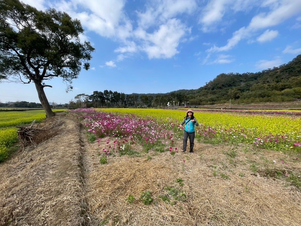 新竹芎林下山村花海20250127