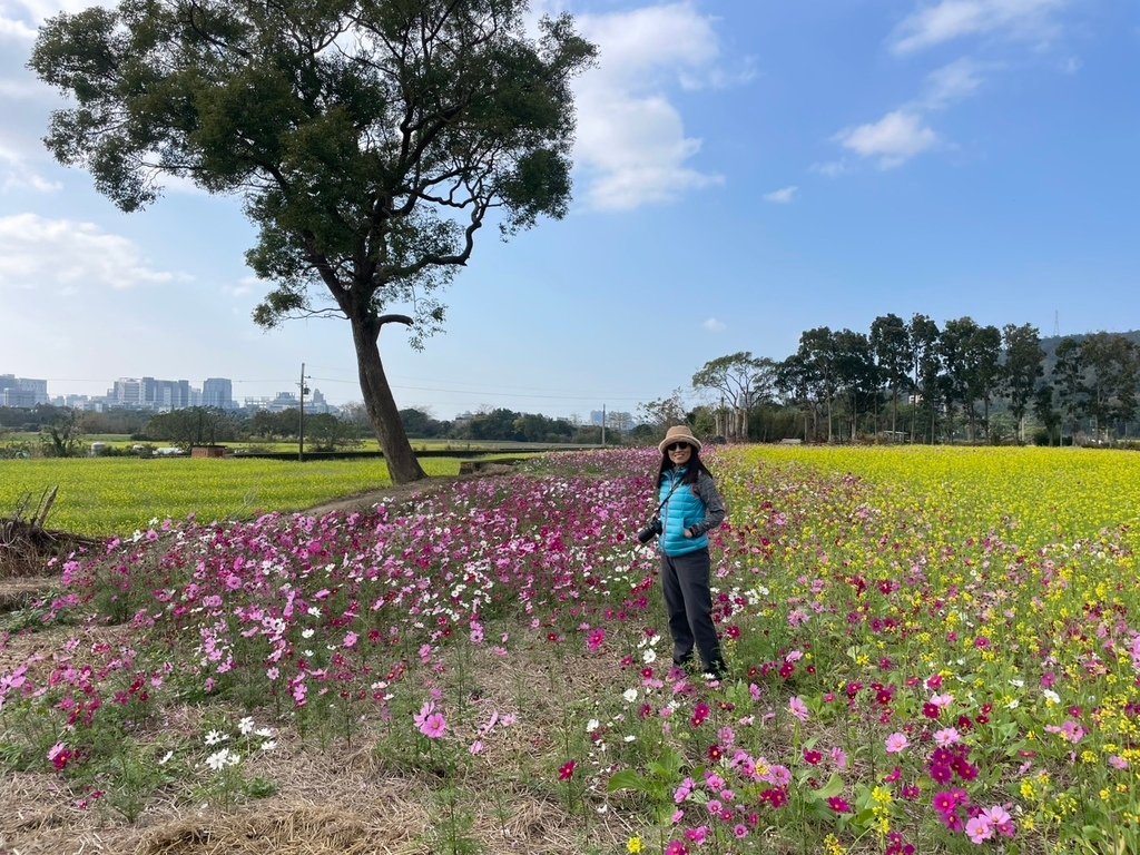 新竹芎林下山村花海20250127
