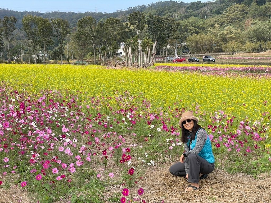 新竹芎林下山村花海20250127