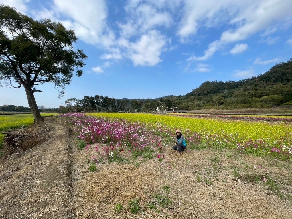 新竹芎林下山村花海20250127