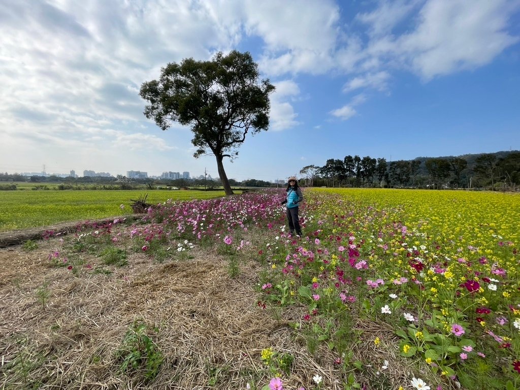 新竹芎林下山村花海20250127