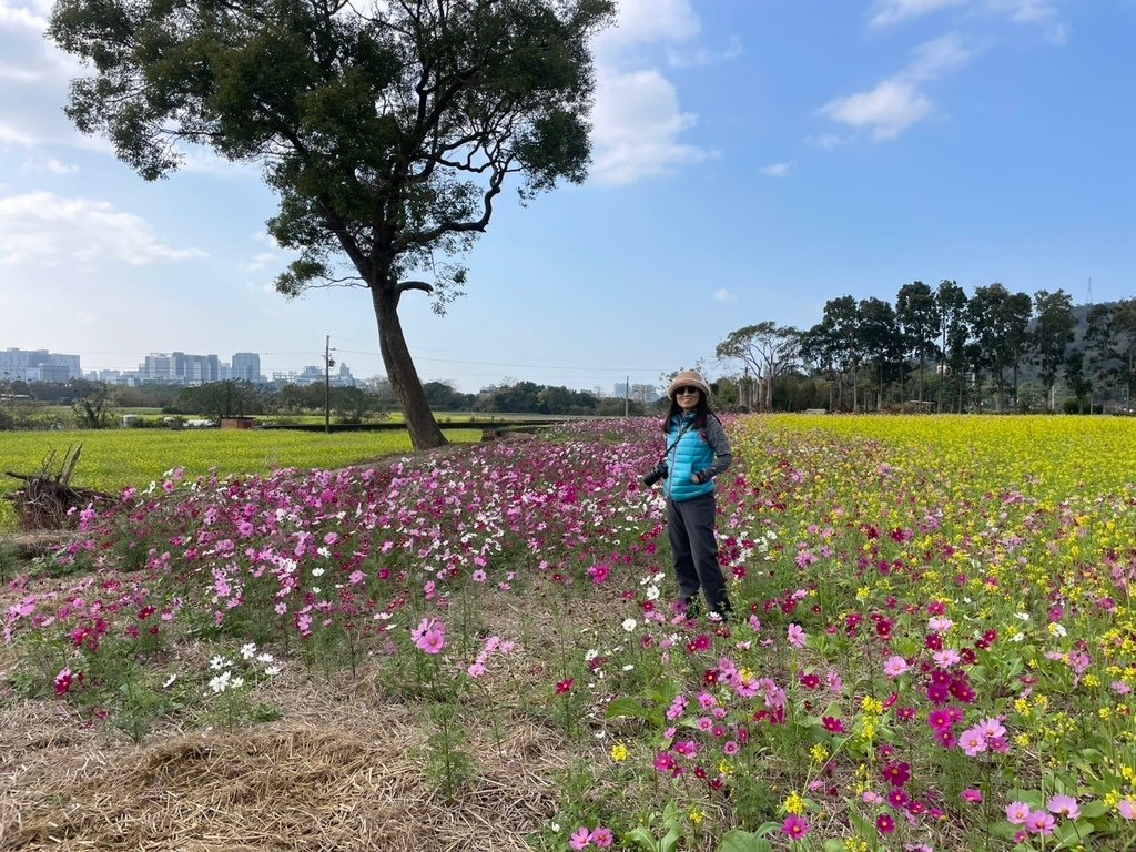 新竹芎林下山村花海20250127