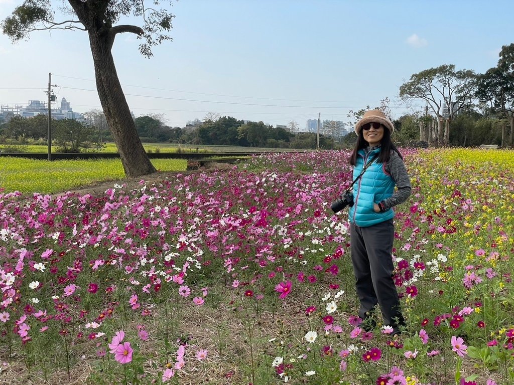 新竹芎林下山村花海20250127