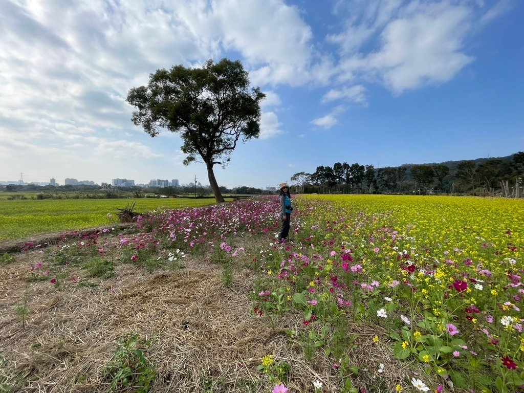 新竹芎林下山村花海20250127