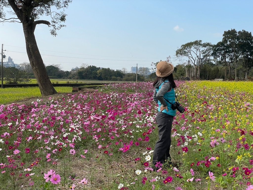 新竹芎林下山村花海20250127