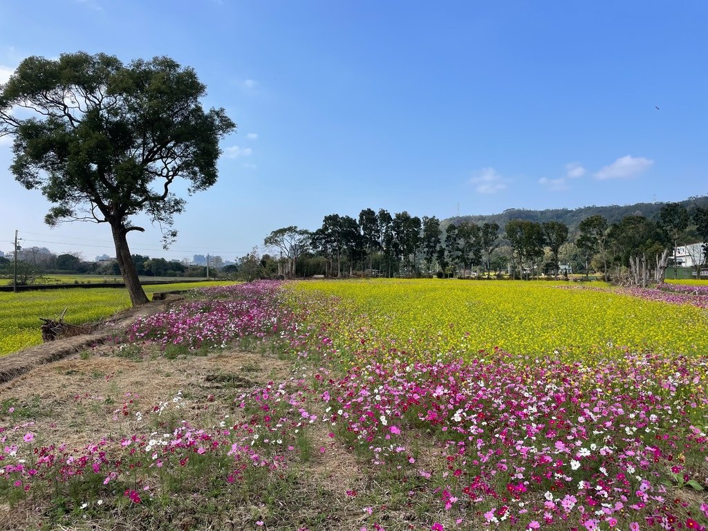 新竹芎林下山村花海20250127