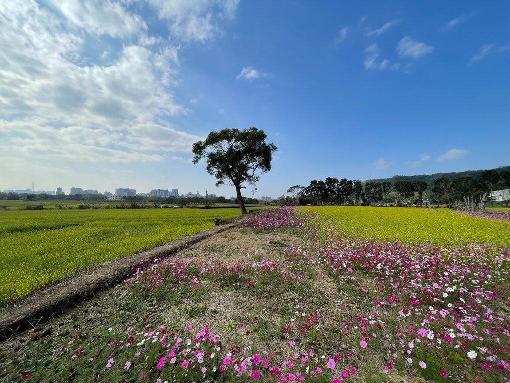 新竹芎林下山村花海20250127