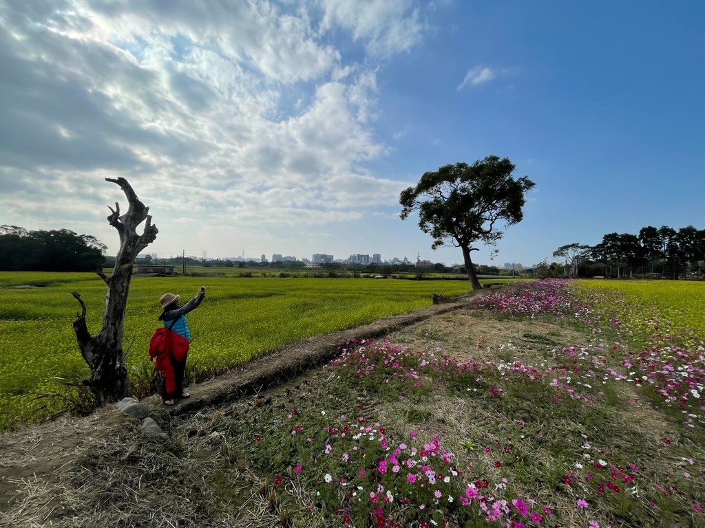 新竹芎林下山村花海20250127