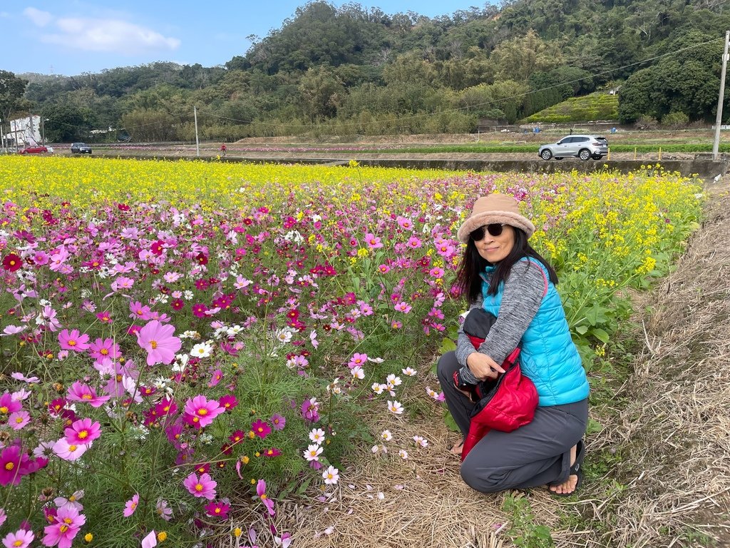 新竹芎林下山村花海20250127