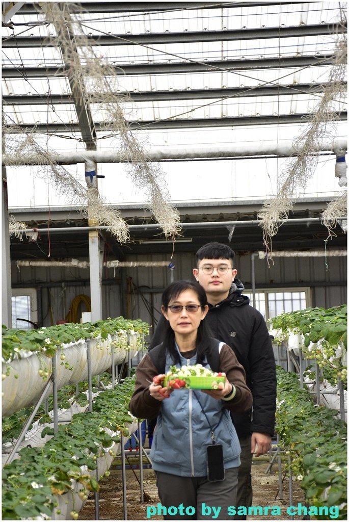 初一走春採白草莓0129