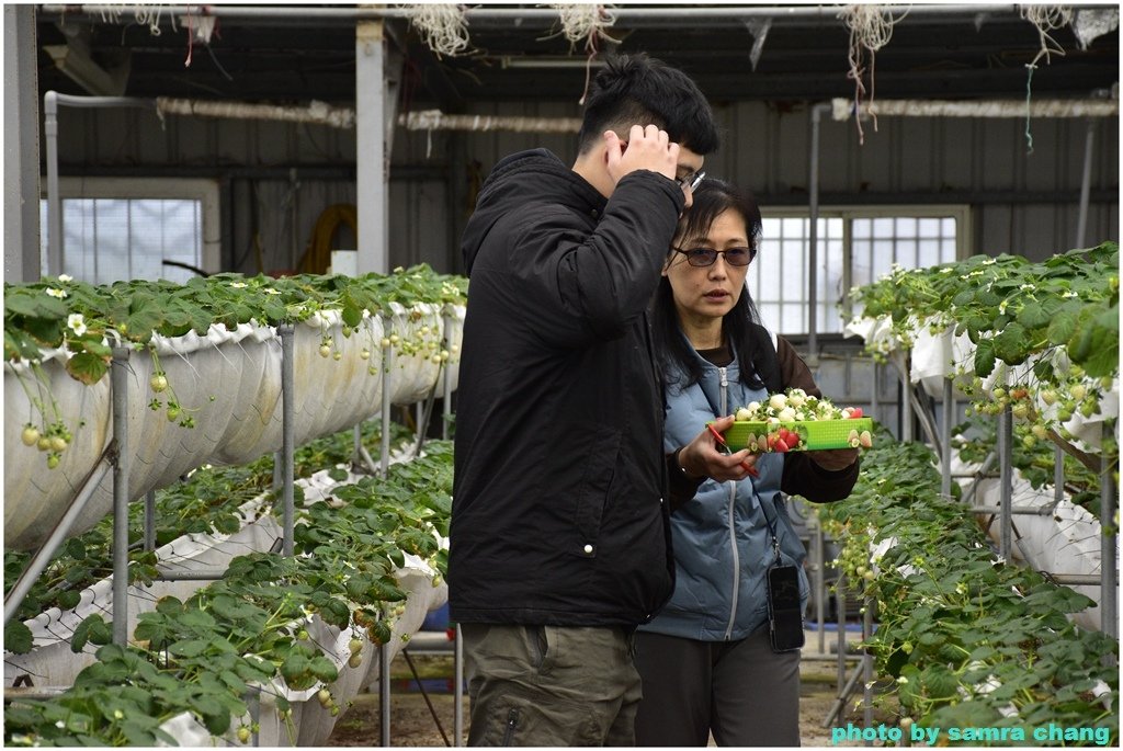 初一走春採白草莓0129