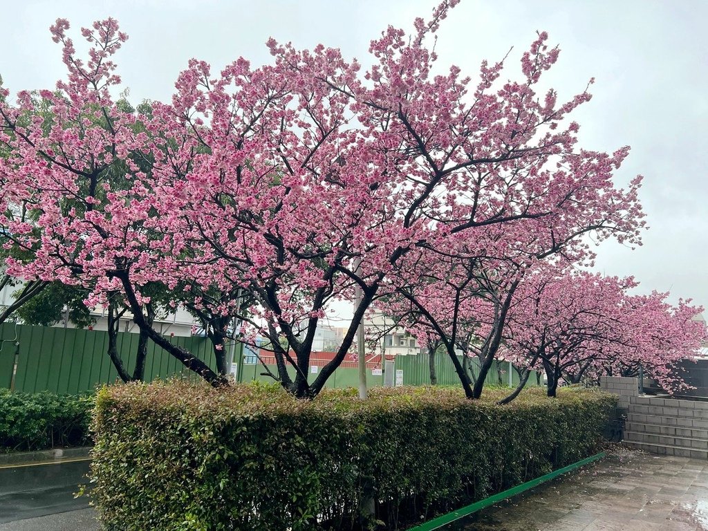小青足鷸、青足鷸