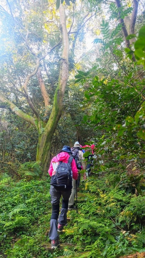 LINE_ALBUM_20250215 龜山張厝步道-大棟山-元德寶宮-張厝.O型👣_250215_12.jpg