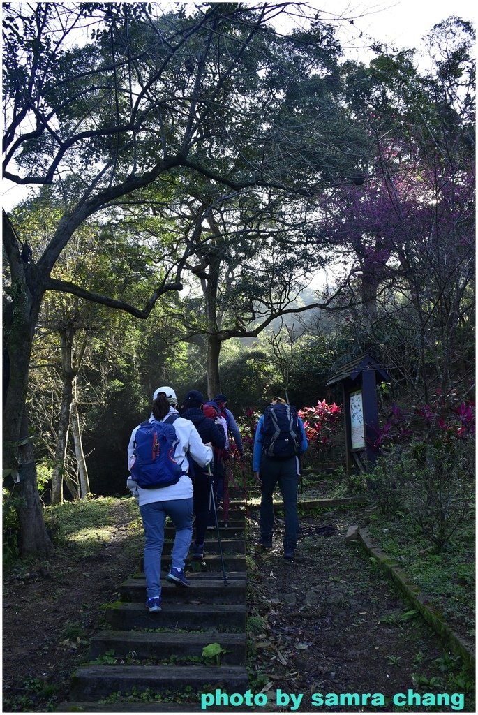 張厝→大湖山→405高地→元德寶宮賞櫻行20250215