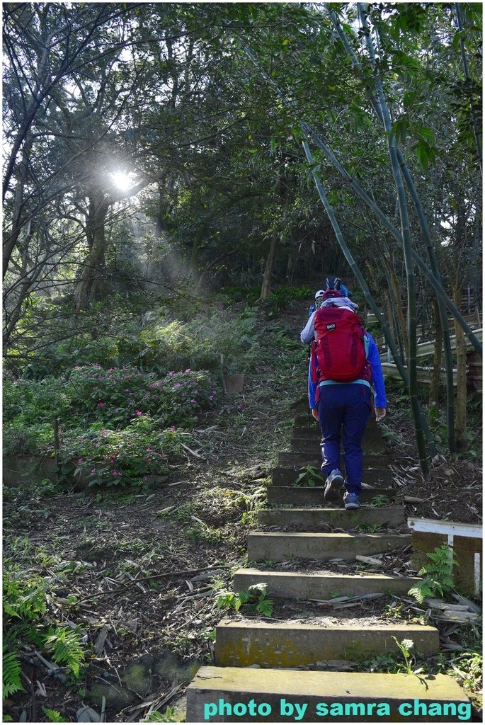 張厝→大湖山→405高地→元德寶宮賞櫻行20250215