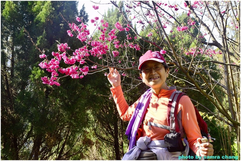 張厝→大湖山→405高地→元德寶宮賞櫻行20250215