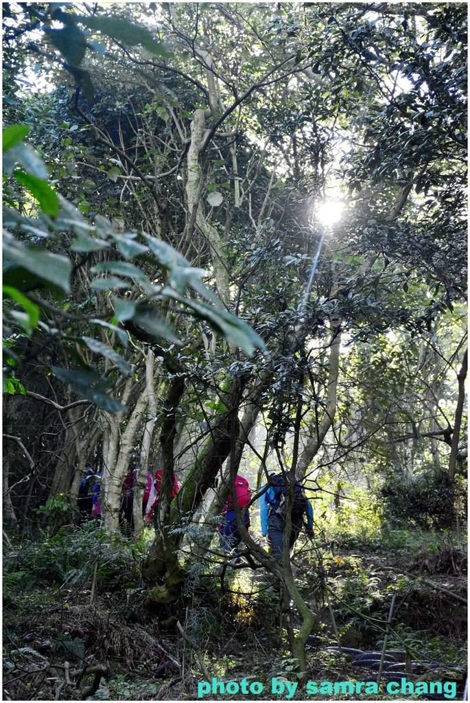 張厝→大湖山→405高地→元德寶宮賞櫻行20250215