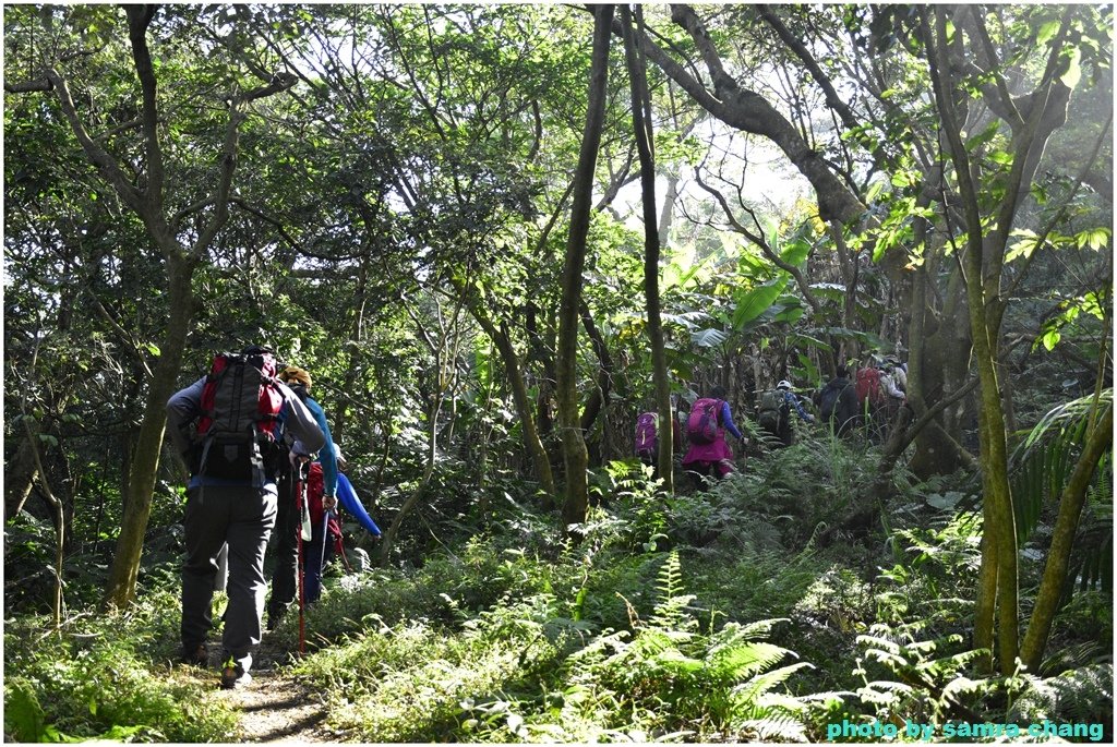 張厝→大湖山→405高地→元德寶宮賞櫻行20250215