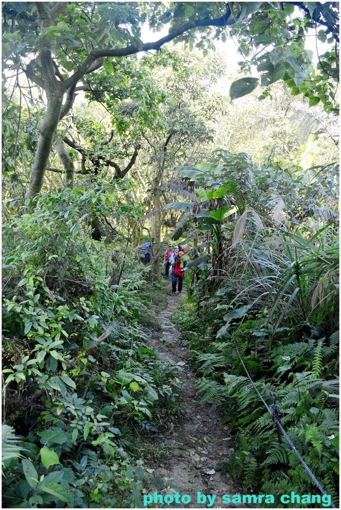 張厝→大湖山→405高地→元德寶宮賞櫻行20250215