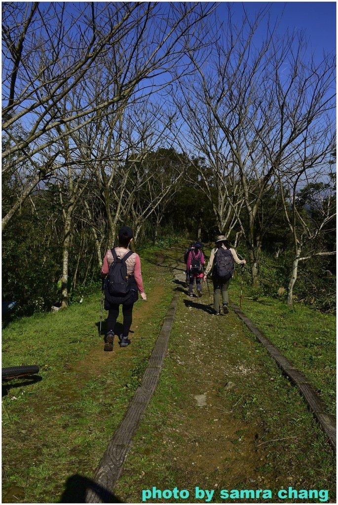 張厝→大湖山→405高地→元德寶宮賞櫻行20250215