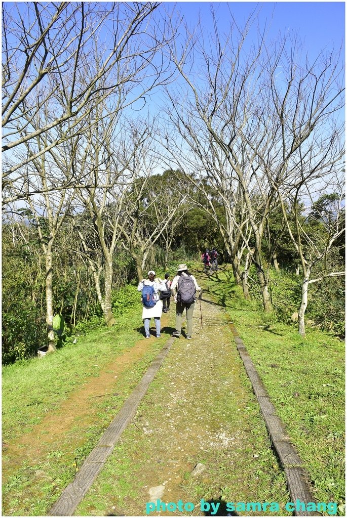 張厝→大湖山→405高地→元德寶宮賞櫻行20250215