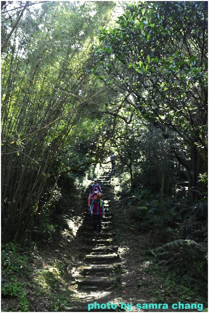 張厝→大湖山→405高地→元德寶宮賞櫻行20250215