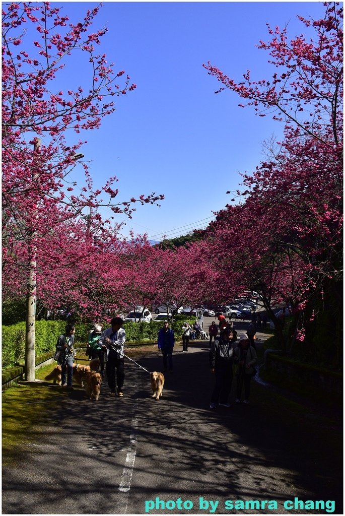 張厝→大湖山→405高地→元德寶宮賞櫻行20250215