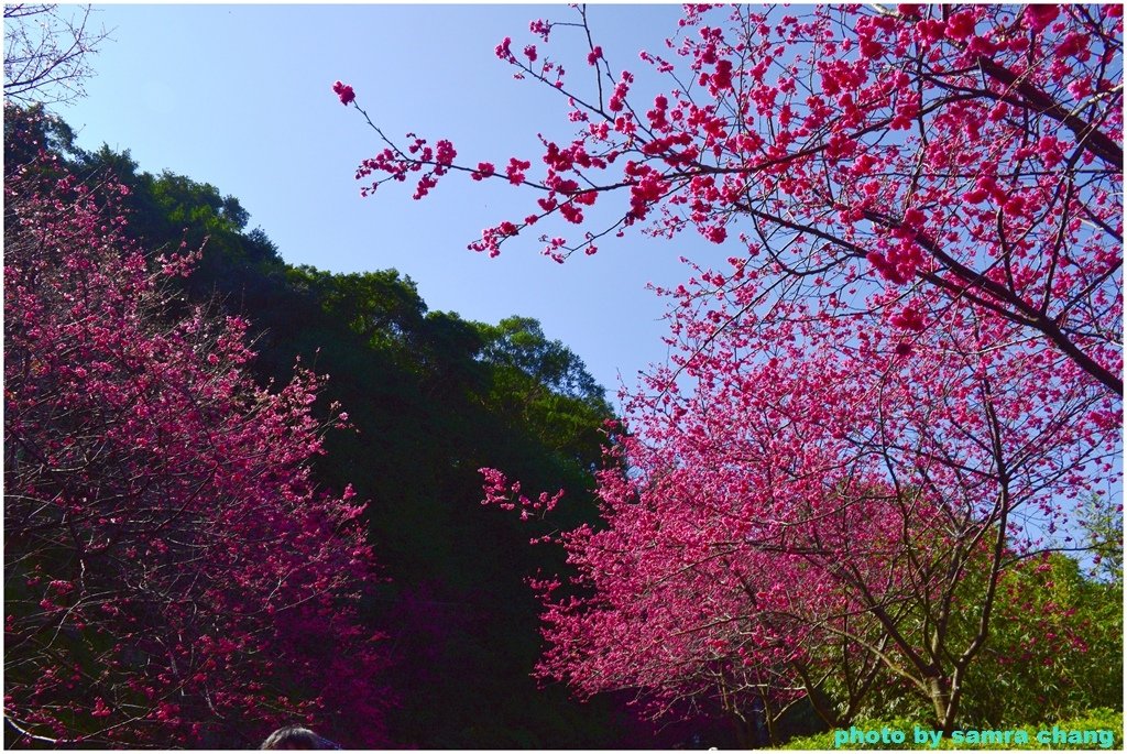 張厝→大湖山→405高地→元德寶宮賞櫻行20250215