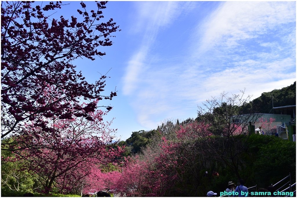 張厝→大湖山→405高地→元德寶宮賞櫻行20250215