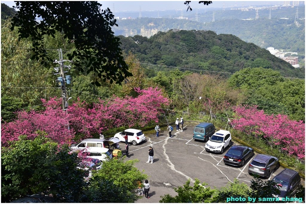 張厝→大湖山→405高地→元德寶宮賞櫻行20250215