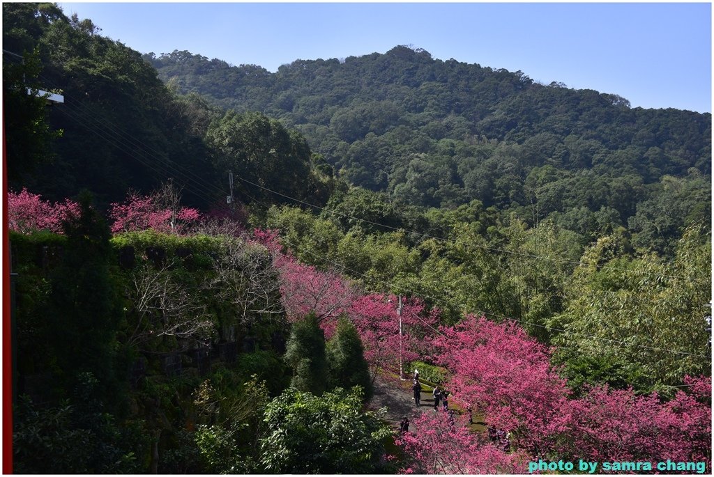 張厝→大湖山→405高地→元德寶宮賞櫻行20250215