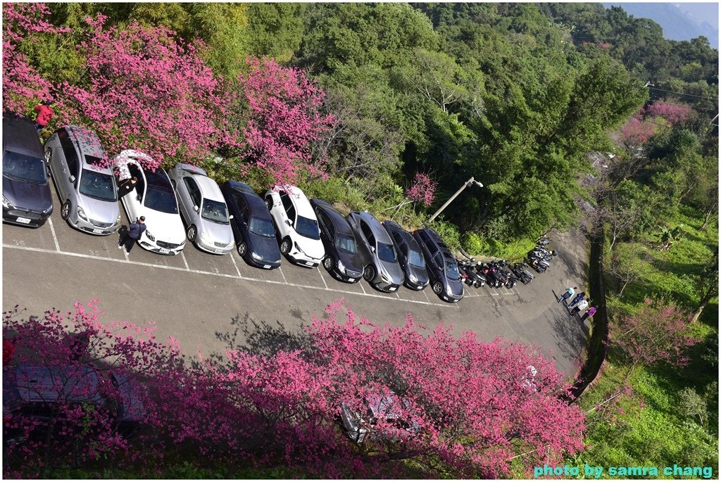 張厝→大湖山→405高地→元德寶宮賞櫻行20250215