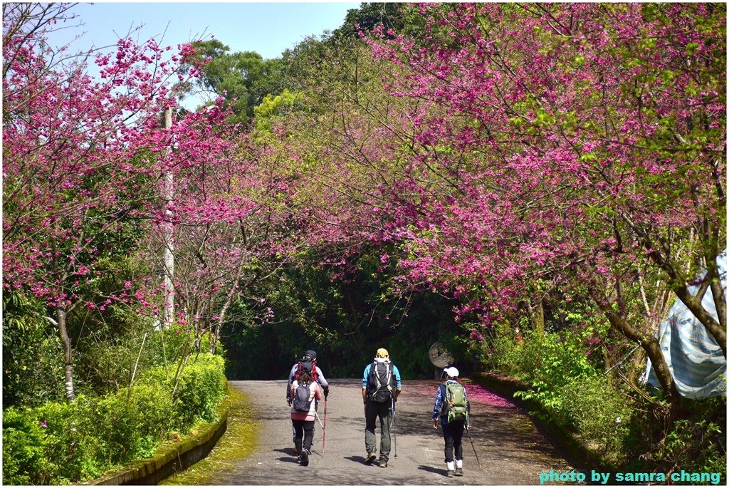 張厝→大湖山→405高地→元德寶宮賞櫻行20250215